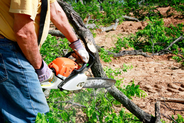 Professional  Tree Services in Dover, DE